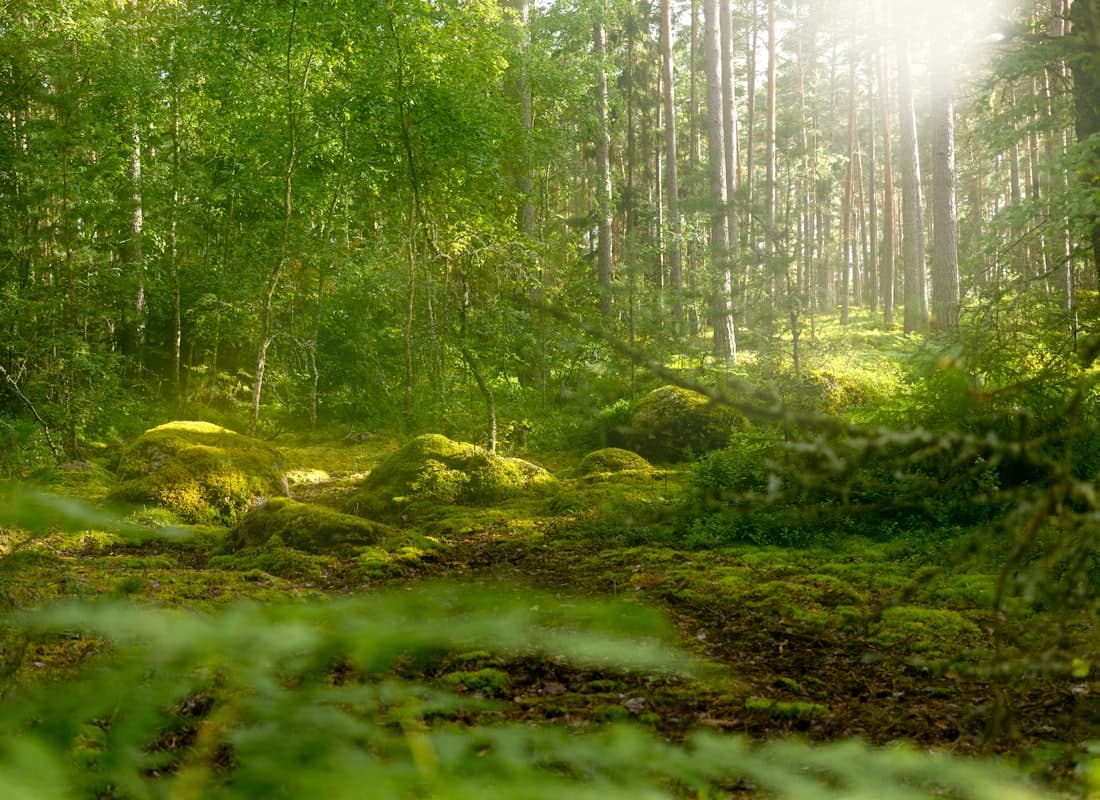 Sonnendurchfluteter, grüner Wald